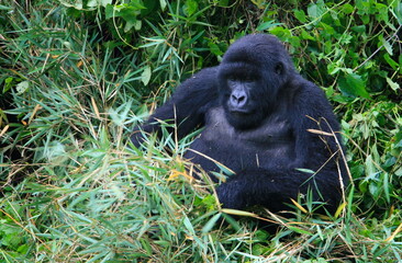 Closeup portrait of endangered adult Silverback Mountain Gorilla (Gorilla beringei beringei) playing in bamboo Volcanoes National Park Rwanda.