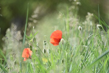 Beautiful blooming poppies on a poppy field in summer.