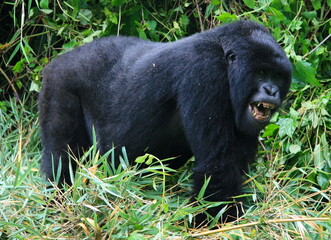 Closeup portrait of endangered adult Silverback Mountain Gorilla (Gorilla beringei beringei) standing tall showing teeth Volcanoes National Park Rwanda.
