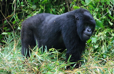 Closeup portrait of endangered adult Silverback Mountain Gorilla (Gorilla beringei beringei) standing tall Volcanoes National Park Rwanda.