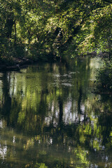 calm river in a green forest. selective focus on water with bokeh