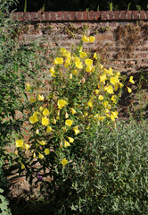 Evening primrose bush with yellow flowers in old walled English country garden