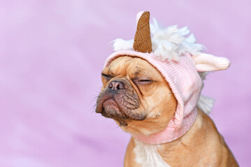 Grumpy French Bulldog dog with wearing a funny knitted pink unicorn hat costume in front of purple...