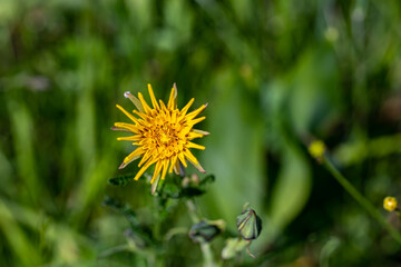 Tragopogon pratensis flower growing in field, close up shoot