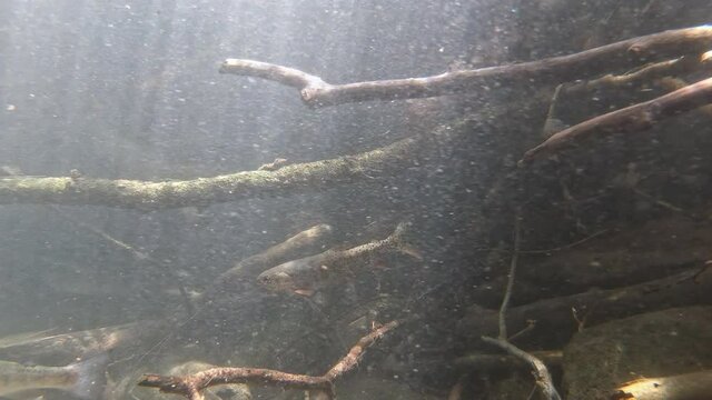 Underwater view of rainbow trout swimming in a river under the suns light rays.