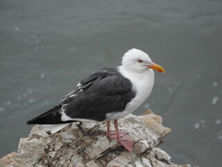 A seagull perched on a jagged rock at Carpinteria Beach, in Santa Barbara County, southern California.