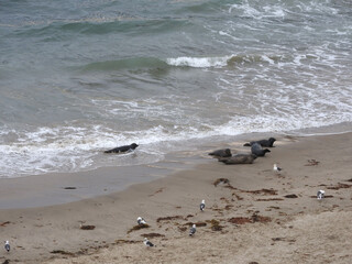 Harbor seals relaxing on the beach in Carpinteria, Santa Barbara County, southern California.