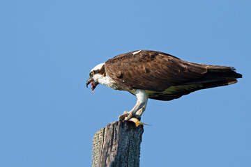 Osprey on Pole Eating a Fish