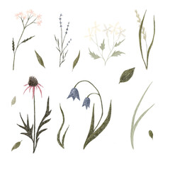 Wild flowers and herbs. Clipart set. Digital illustrations.