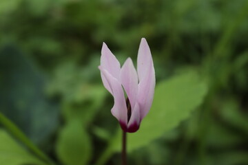 cyclamen flower