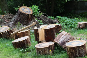 Felled tree chopped up into logs. An ax stuck in a log. Inclined pine stump. Firewood.