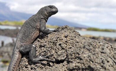 Baby Galapagos marine iguana