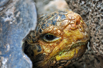 Closeup of Galapagos Tortoise