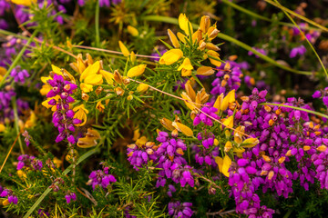 Obraz premium Detail of the purple and yellow flowers in summer in Phare Du Cap Frehel, it is a maritime lighthouse in Cotes-d´Armor (France). At the tip of Cap Frehel