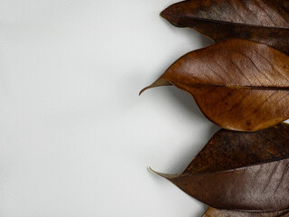 Fototapeta premium Autumn background. Leaves on white background