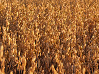 Oat field during sunset