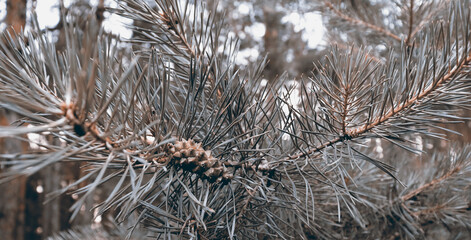 Green pine branch with cone background for banner concept