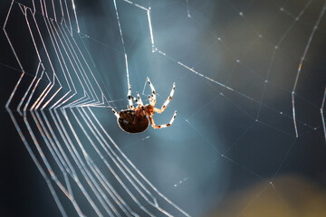spider on web
