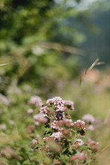 bee on a flower