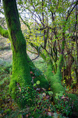 Mossy trees in Wales, UK