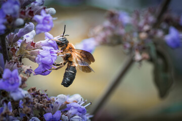 Bee feeding on flower in summer floral background