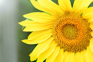 Yellow sunflower in the garden on a sunny day, close up. Summer and autumn background
