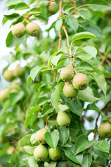 Ripe pears on the tree with rain drops, close-up