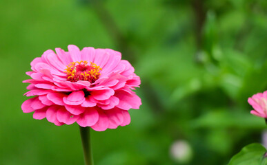 Obraz premium close up of beautiful pink Zinnia flower in the garden with green grass in summer season.