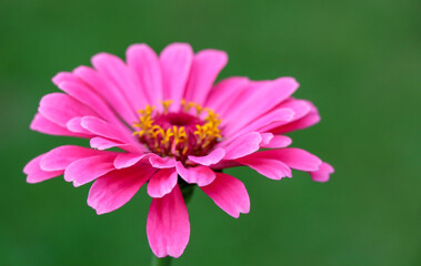 Obraz premium close up of beautiful pink Zinnia flower in the garden with green grass in summer season.