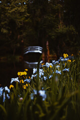 flowers in the water