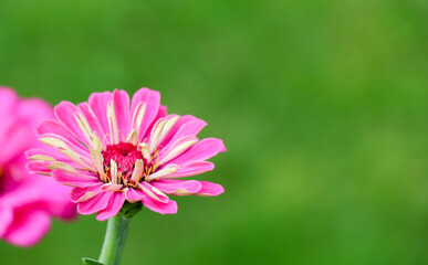 Obraz premium close up of beautiful pink Zinnia flower in the garden with green grass in summer season.