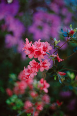pink flowers in the garden
