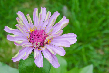 Fototapeta premium close up of beautiful pink Zinnia flower in the garden with green grass in summer season. 