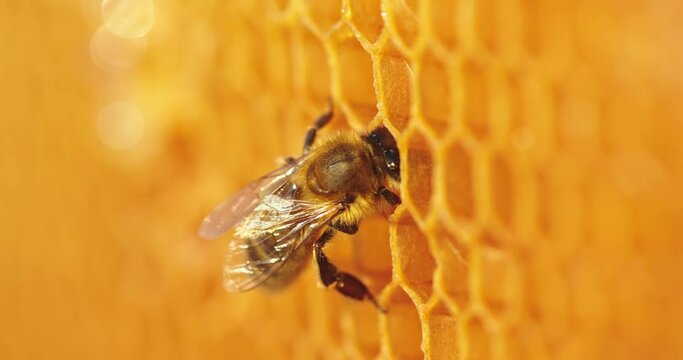 Working bee on honeycomb. Closeup of bee on honeycomb in apiary