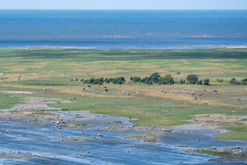 Estonian, Saaremaa islands, seaside meadows with wild cows and the sea