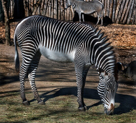 Fototapeta na wymiar Grevy`s zebra eats hay in its enclosure. Latin name - Equus grevyi