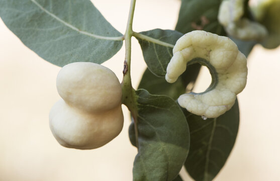 Pistacia Terebinthus Cyprus Turpentine Shrub With Horn-shaped Galls And Balls With Lanceolate Green Leaves Stems On Homogeneous Yellowish Green Background