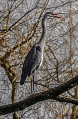 Grey heron on the tree. Latin name - Ardea cinerea