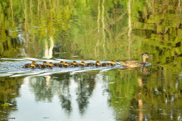 A wonderful family. A wild duck (mallard) swims on the water and 10 ducklings are lined up after it