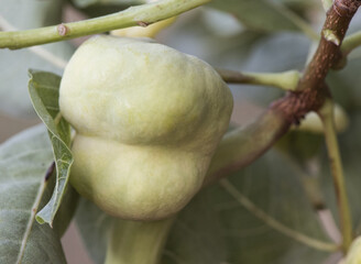 Pistacia terebinthus Cyprus turpentine shrub with horn-shaped galls and balls with lanceolate green leaves stems on homogeneous yellowish green background