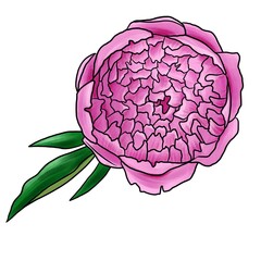 drawing flower of peony isolated at white background, hand drawn illustration