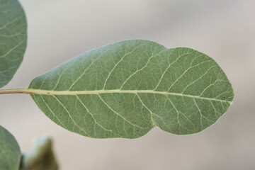 Pistacia terebinthus Cyprus turpentine shrub with horn-shaped galls and balls with lanceolate green leaves stems on homogeneous yellowish green background