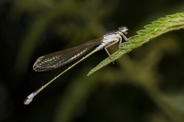 blue damselfly Ischnura on a leaf