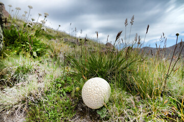 Common puffball mushroom in the alpine meadows of the North Caucasus. Snow-capped peaks are visible...
