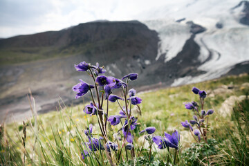 Caucasian larkspur (Delphinium caucasicum) on the alpine meadow and on the background of a mountain...