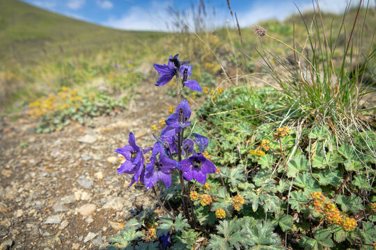 Caucasian larkspur (Delphinium caucasicum) on the alpine meadow and gravelly char of the vicinity of Elbrus, 2500 a.s.l., Caucasus