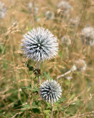 Close-up of two echinops sphaerocephalus flowers against a background of dry grass.