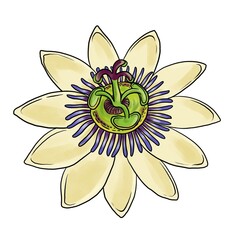 drawing flowers of passiflora, passion vine, isolated at white background, hand drawn illustration