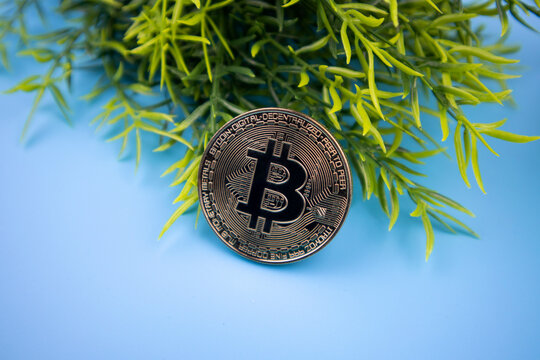 Bitcoin financial still life with fresh green leaves on a blue background with copyspace in a digital or virtual cryptocurrency investment concept