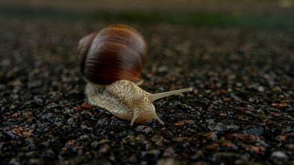 snail on the ground